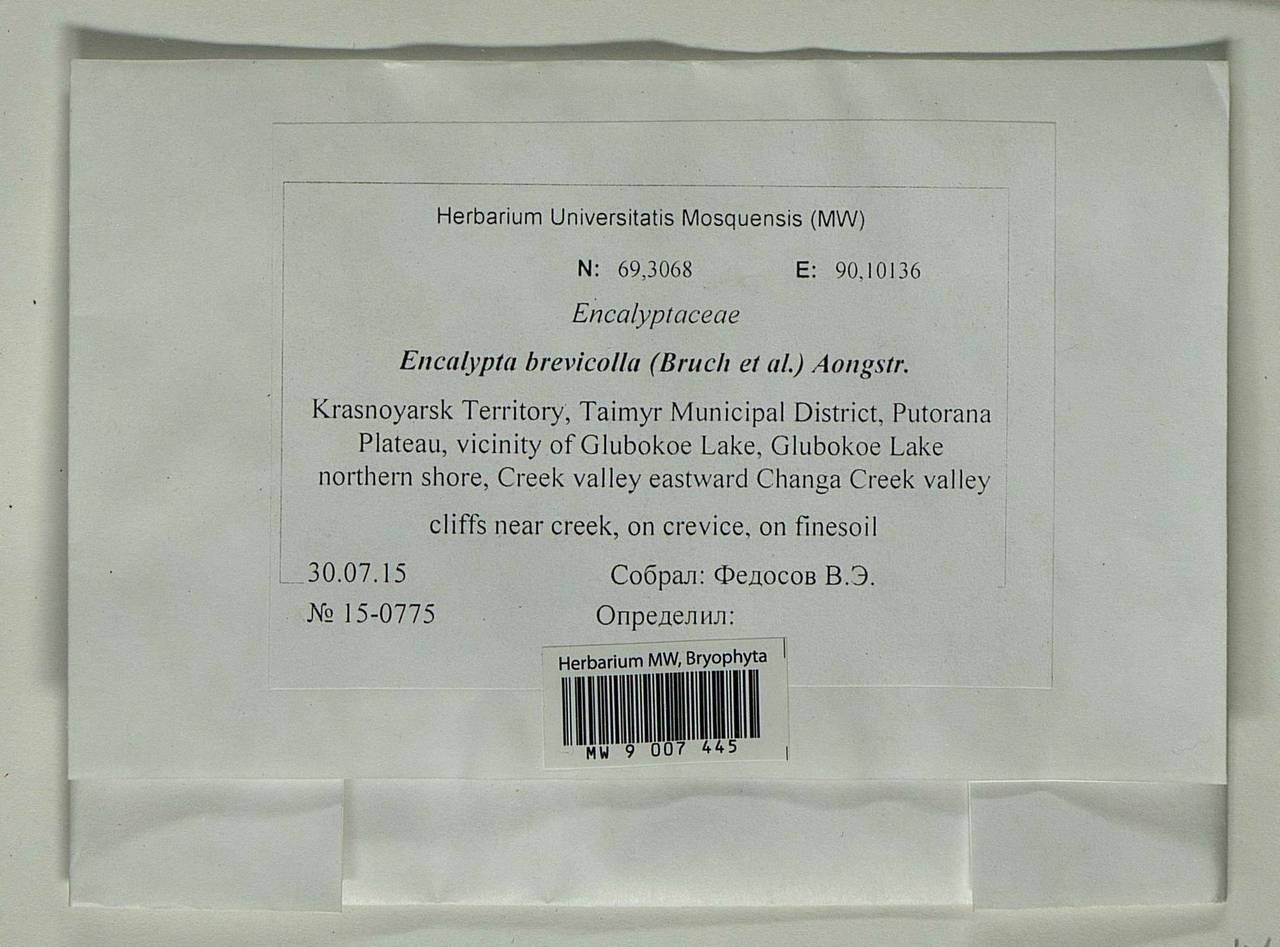 Encalypta brevicolla (Bruch & Schimp.) Ångstr., Гербарий мохообразных, Мхи - Красноярский край, Тыва и Хакасия (B17) (Россия)