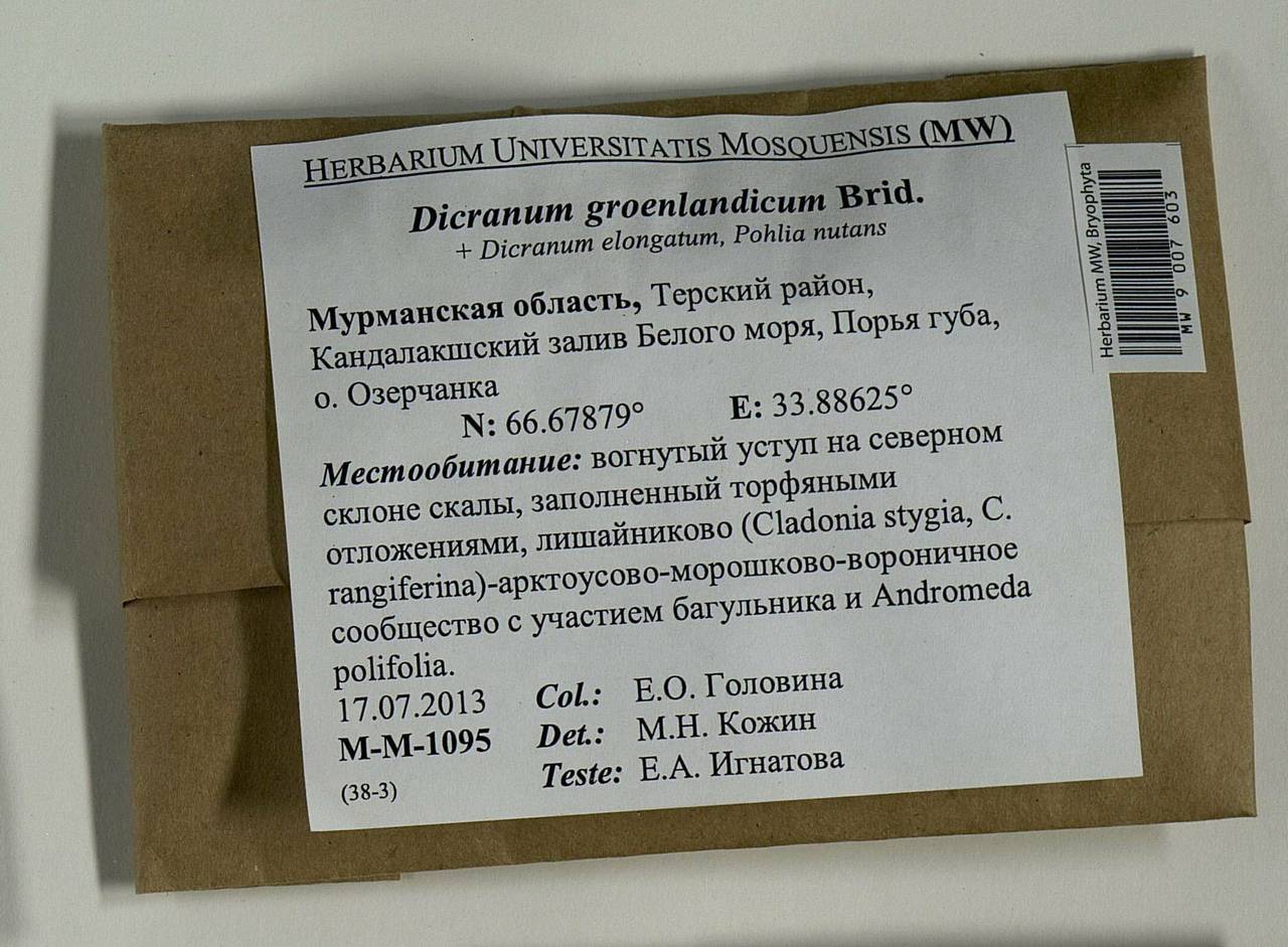 Dicranum groenlandicum Brid., Гербарий мохообразных, Мхи - Карелия, Ленинградская и Мурманская области (B4) (Россия)