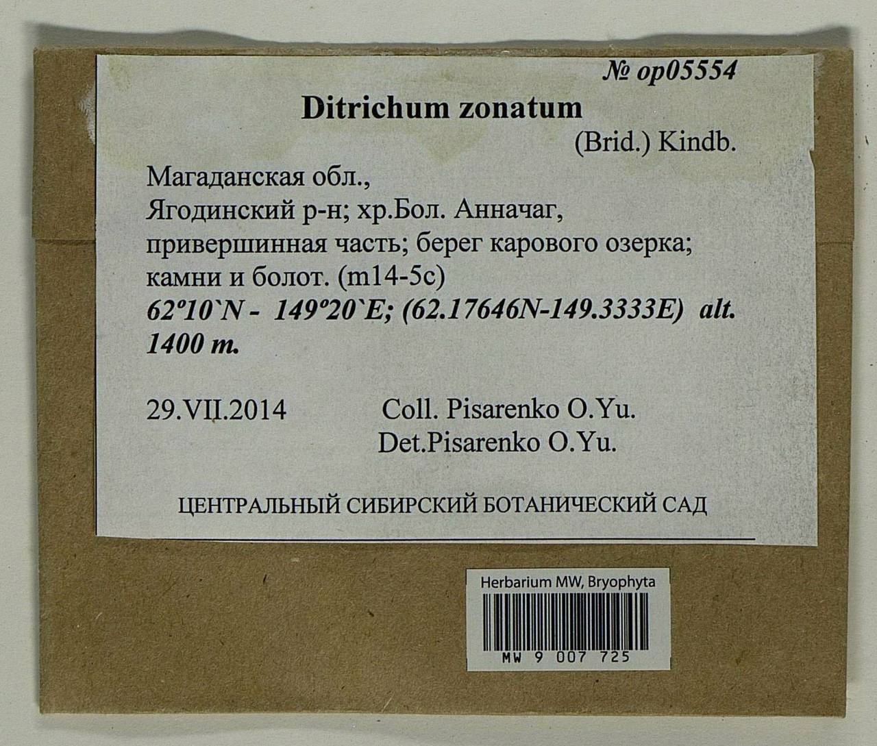 Ditrichum zonatum (Brid.) F. Lees, Гербарий мохообразных, Мхи - Чукотка и Камчатка (B21) (Россия)