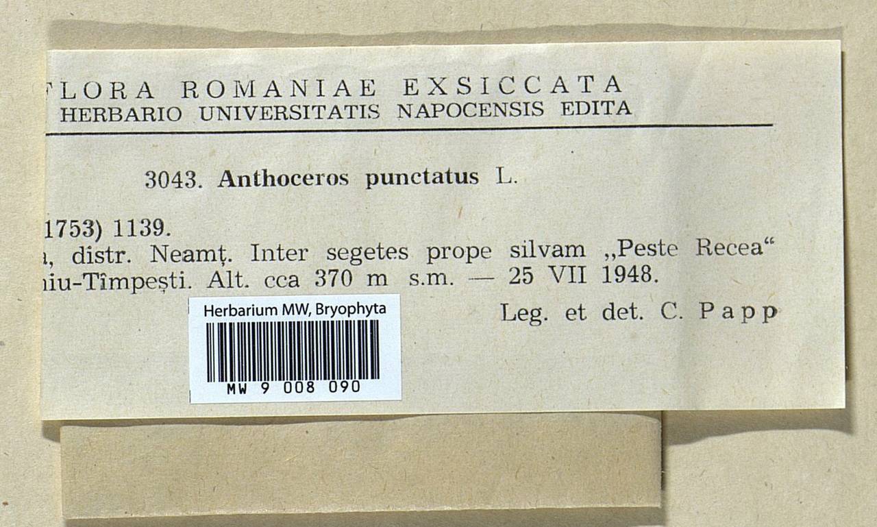Anthoceros punctatus L., Гербарий мохообразных, Мхи - Западная Европа (BEu) (Румыния)