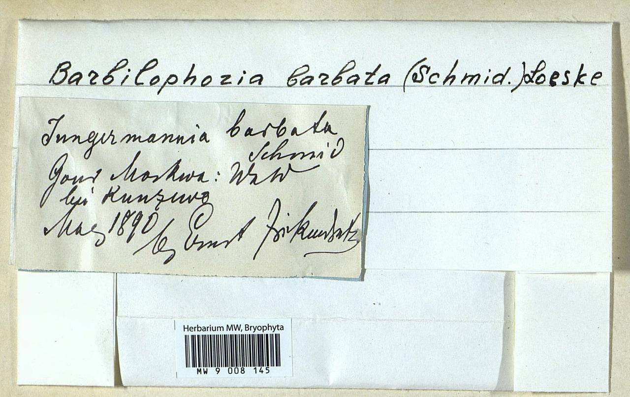 Barbilophozia barbata (Schmidel ex Schreb.) Loeske, Гербарий мохообразных, Мхи - Москва и Московская область (B6a) (Россия)
