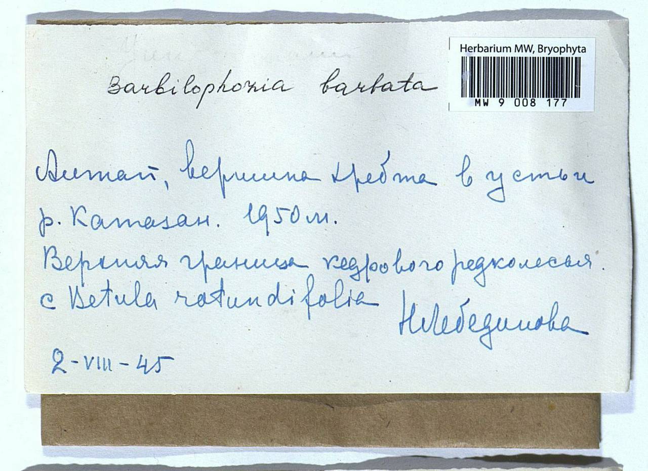 Barbilophozia barbata (Schmidel ex Schreb.) Loeske, Гербарий мохообразных, Мхи - Западная Сибирь (включая Алтай) (B15) (Россия)