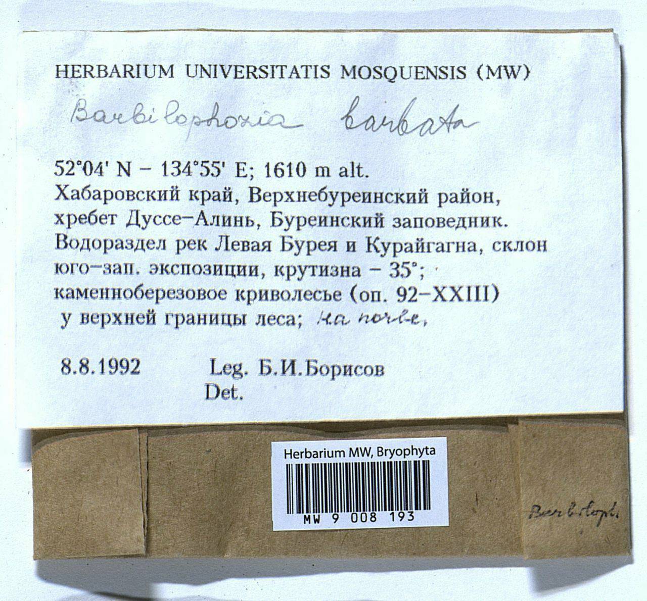 Barbilophozia barbata (Schmidel ex Schreb.) Loeske, Гербарий мохообразных, Мхи - Дальний Восток (без Чукотки и Камчатки) (B20) (Россия)