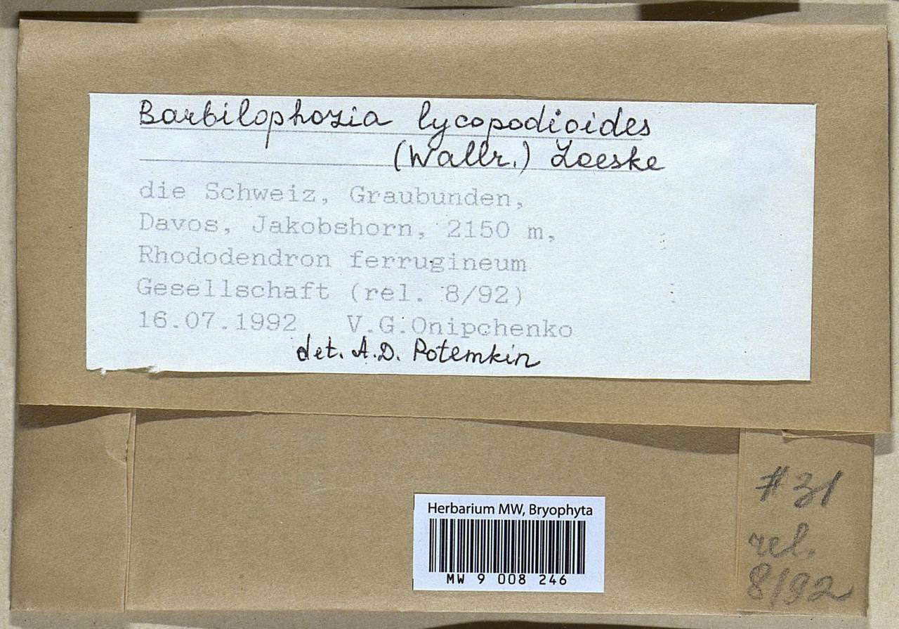 Barbilophozia lycopodioides (Wallr.) Loeske, Гербарий мохообразных, Мхи - Западная Европа (BEu) (Швейцария)
