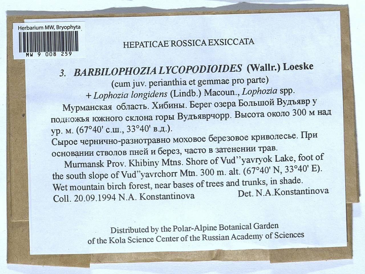 Barbilophozia lycopodioides (Wallr.) Loeske, Гербарий мохообразных, Мхи - Карелия, Ленинградская и Мурманская области (B4) (Россия)