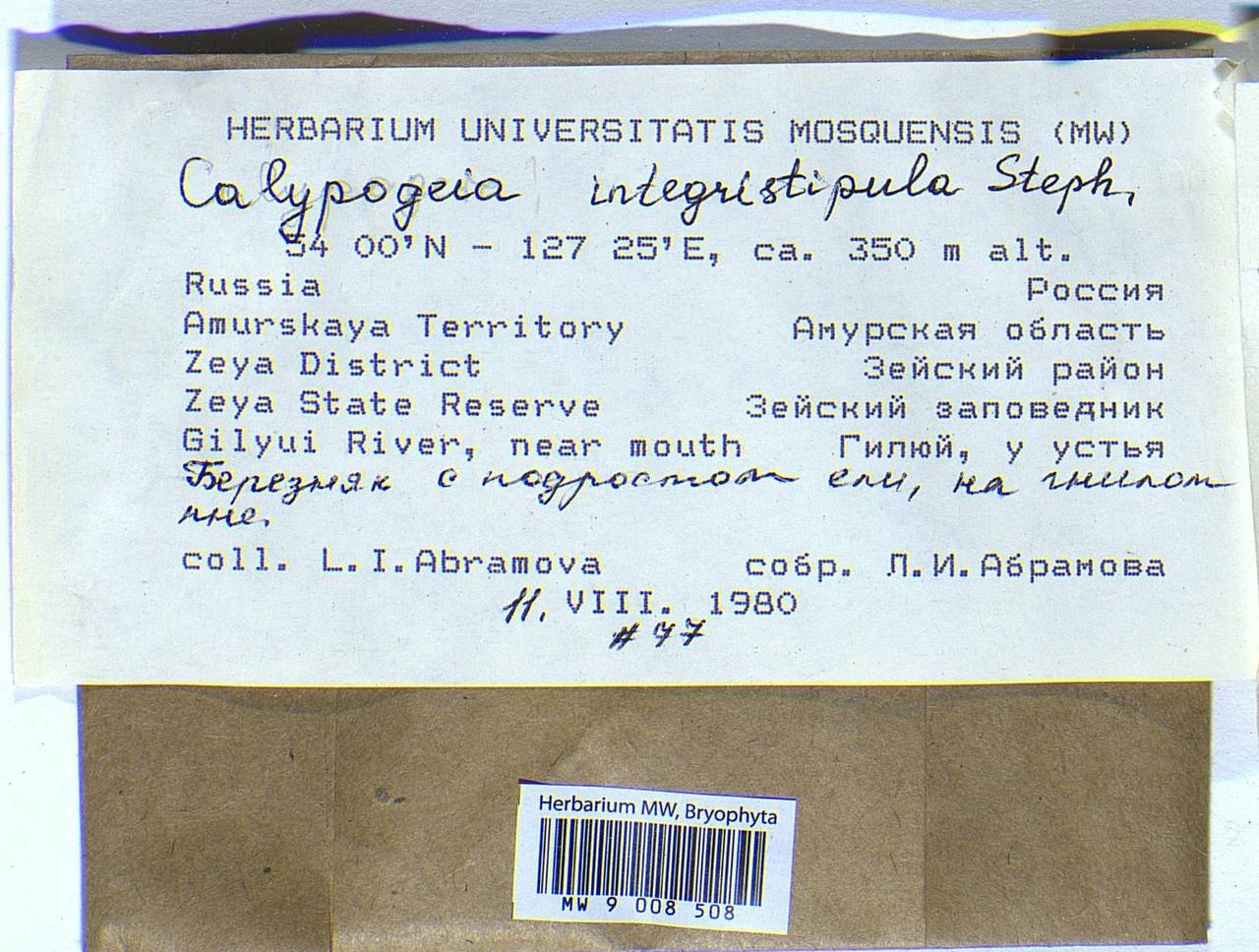 Calypogeia integristipula Steph., Гербарий мохообразных, Мхи - Дальний Восток (без Чукотки и Камчатки) (B20) (Россия)