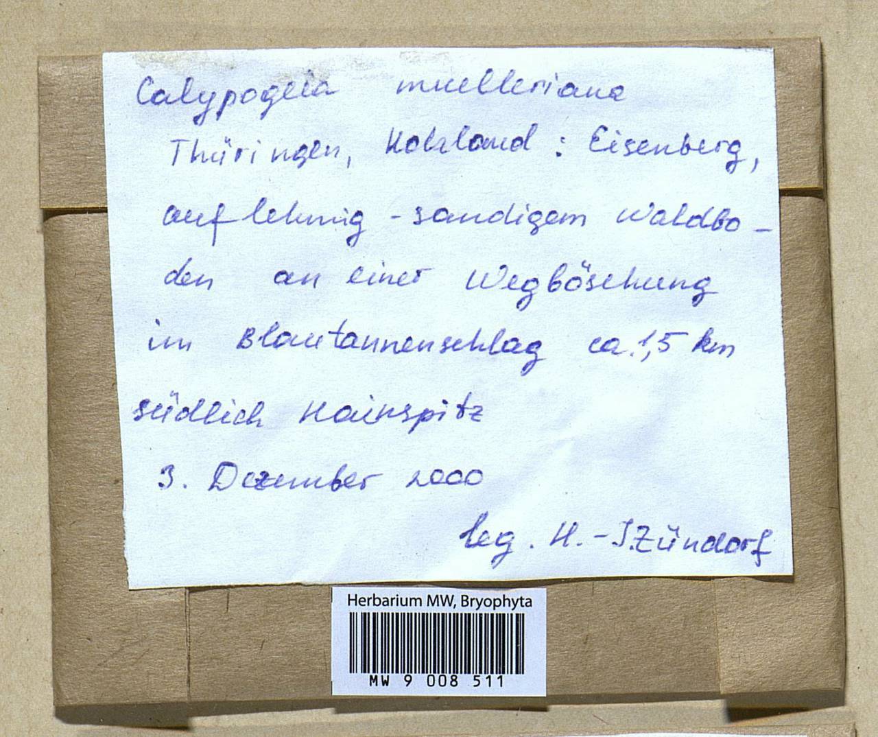Calypogeia muelleriana (Schiffn.) Müll. Frib., Гербарий мохообразных, Мхи - Западная Европа (BEu) (Германия)