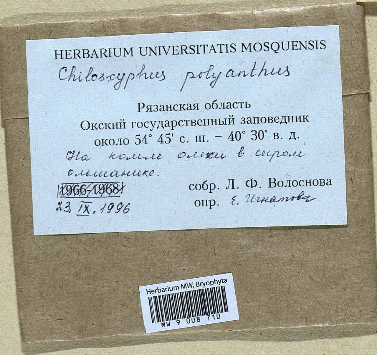 Chiloscyphus polyanthos (L.) Corda, Гербарий мохообразных, Мхи - Центральное Нечерноземье (B6) (Россия)