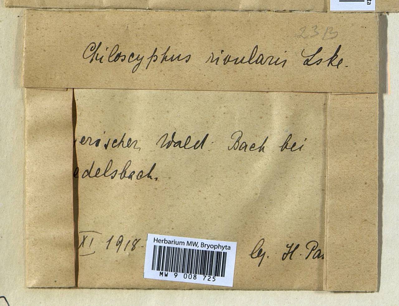 Chiloscyphus polyanthos var. rivularis (Schrad.) Lindb. & Arnell, Гербарий мохообразных, Мхи - Западная Европа (BEu) (Германия)