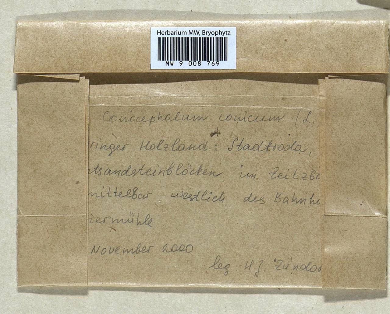 Conocephalum conicum (L.) Dumort., Гербарий мохообразных, Мхи - Западная Европа (BEu) (Германия)
