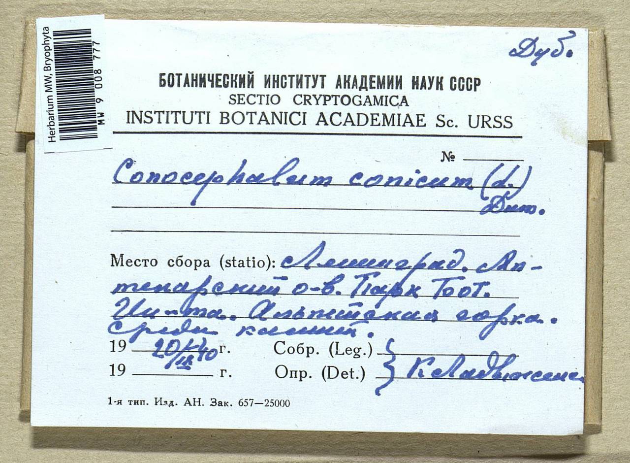 Conocephalum conicum (L.) Dumort., Гербарий мохообразных, Мхи - Карелия, Ленинградская и Мурманская области (B4) (Россия)