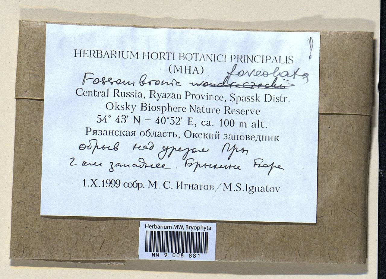 MW9008881, Fossombronia foveolata, specimen