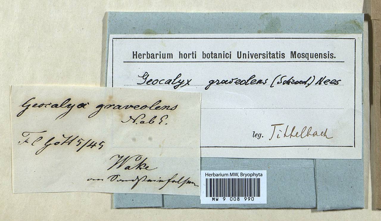 Geocalyx graveolens (Schrad.) Nees, Гербарий мохообразных, Мхи - Западная Европа (BEu) (Германия)