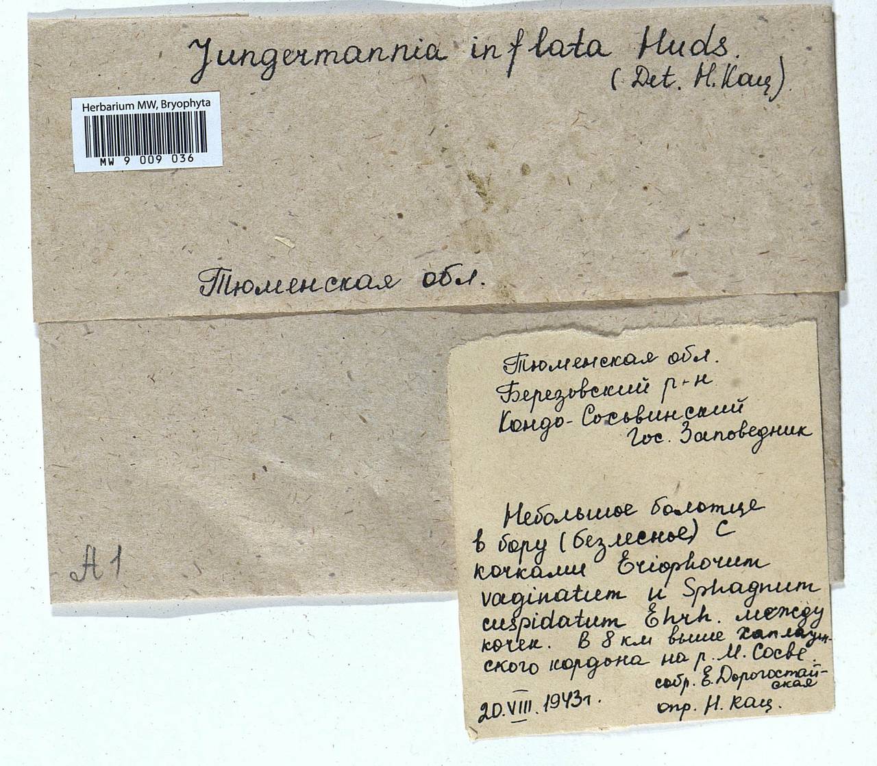 Gymnocolea inflata (Huds.) Dumort., Гербарий мохообразных, Мхи - Западная Сибирь (включая Алтай) (B15) (Россия)