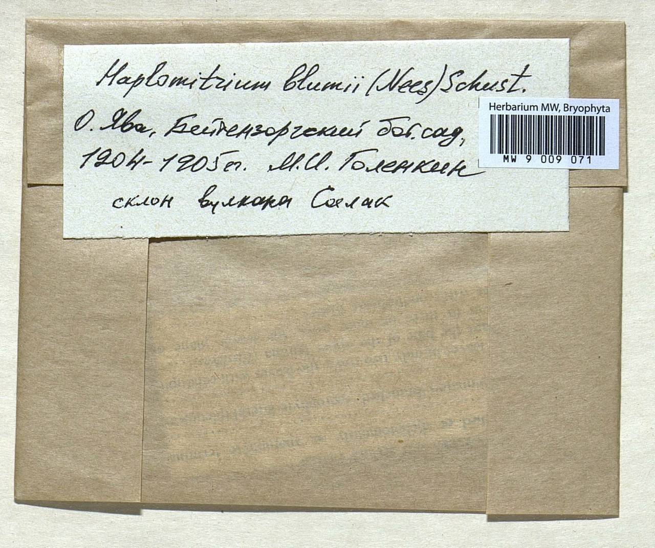 Haplomitrium blumei (Nees) R.M. Schust., Гербарий мохообразных, Мхи - Азия (вне границ бывшего СССР) (BAs) (Индонезия)