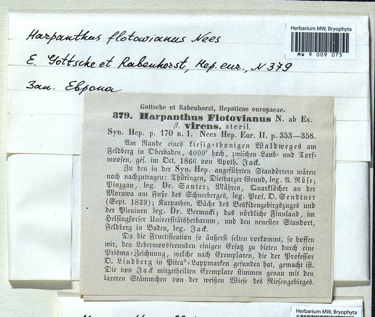 Harpanthus flotovianus (Nees) Nees, Гербарий мохообразных, Мхи - Западная Европа (BEu) (Германия)