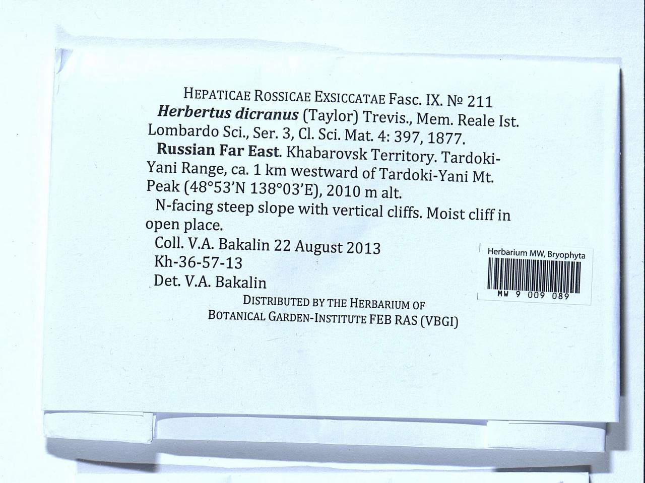 Herbertus dicranus (Taylor) Trevis., Гербарий мохообразных, Мхи - Дальний Восток (без Чукотки и Камчатки) (B20) (Россия)