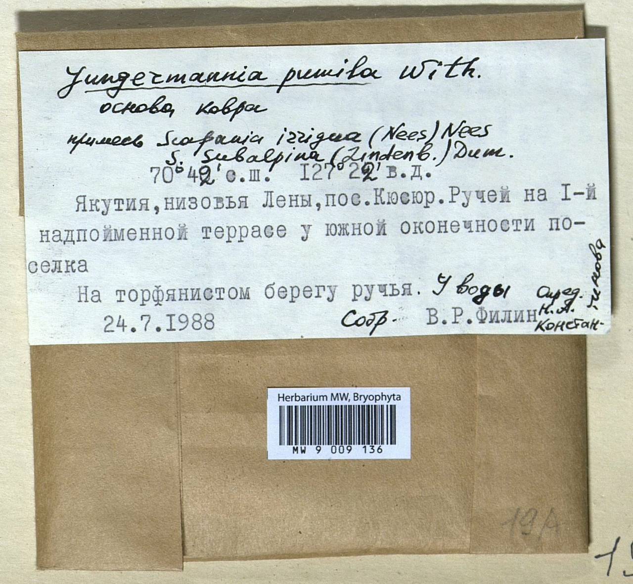 Jungermannia pumila With., Гербарий мохообразных, Мхи - Якутия (B19) (Россия)