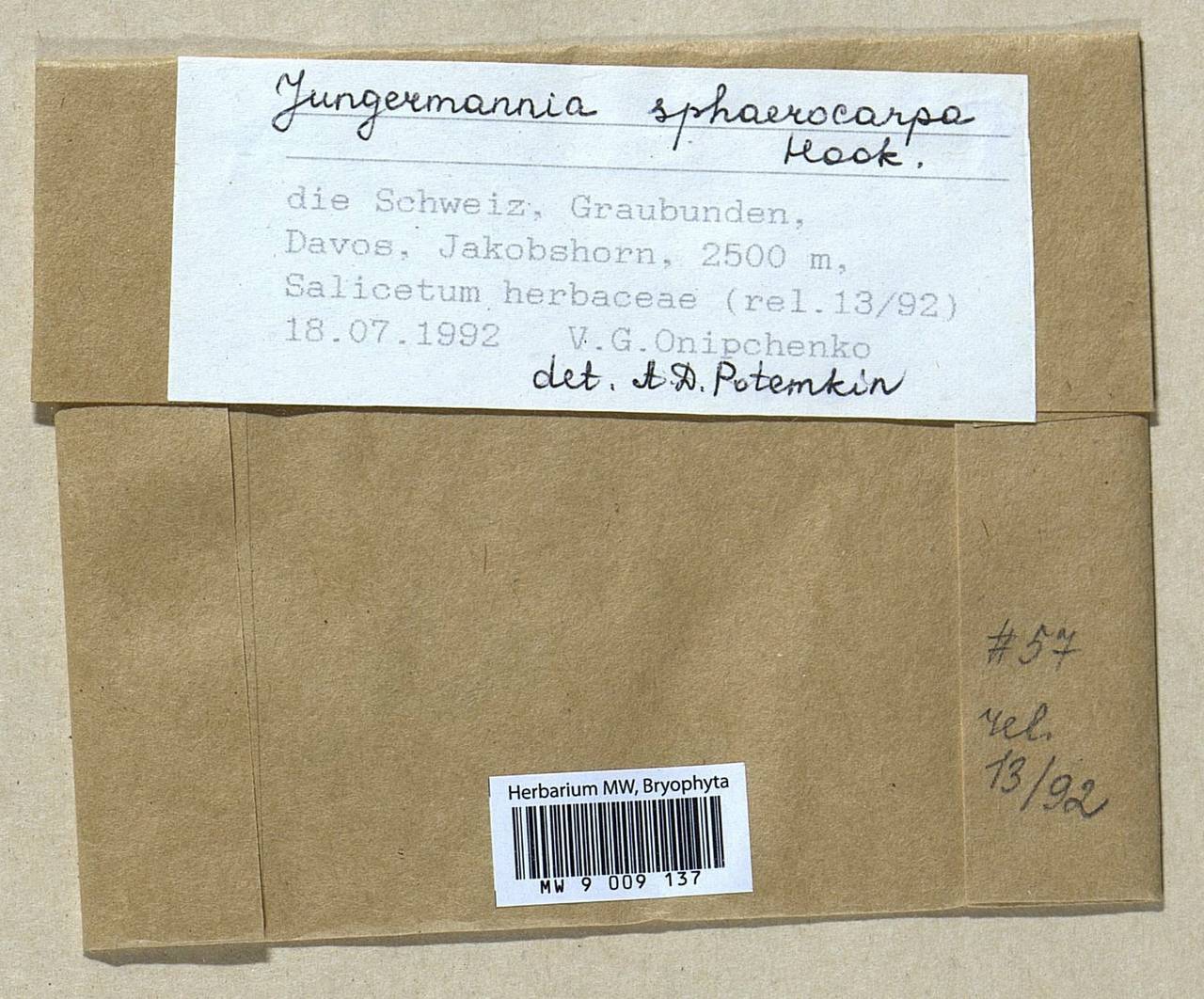Solenostoma sphaerocarpum (Hook.) Steph., Гербарий мохообразных, Мхи - Западная Европа (BEu) (Швейцария)