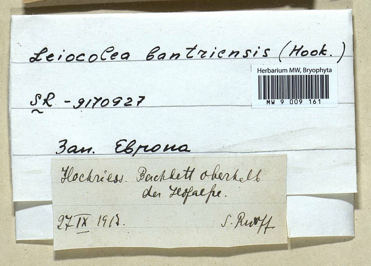 Mesoptychia bantriensis (Hook.) L. Söderstr. & Váňa, Гербарий мохообразных, Мхи - Западная Европа (BEu) (Австрия)