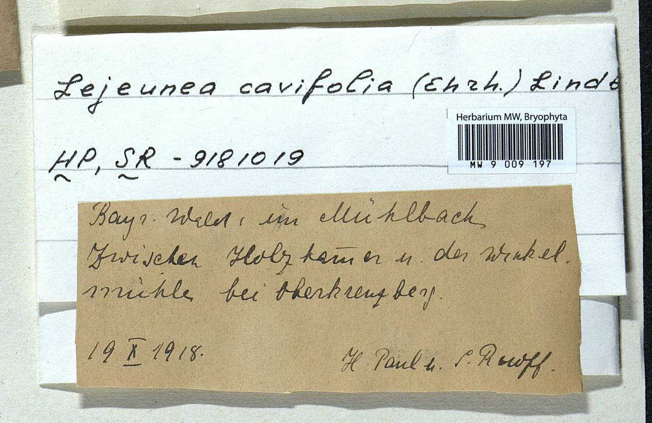 Lejeunea cavifolia (Ehrh.) Lindb., Гербарий мохообразных, Мхи - Западная Европа (BEu) (Германия)
