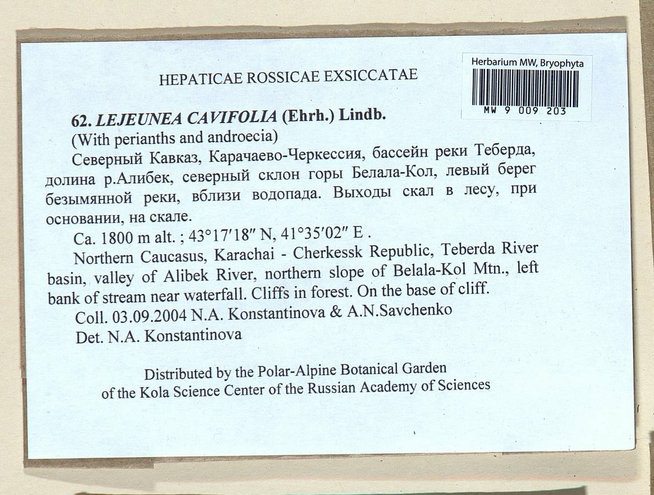 Lejeunea cavifolia (Ehrh.) Lindb., Гербарий мохообразных, Мхи - Северный Кавказ и Предкавказье (B12) (Россия)