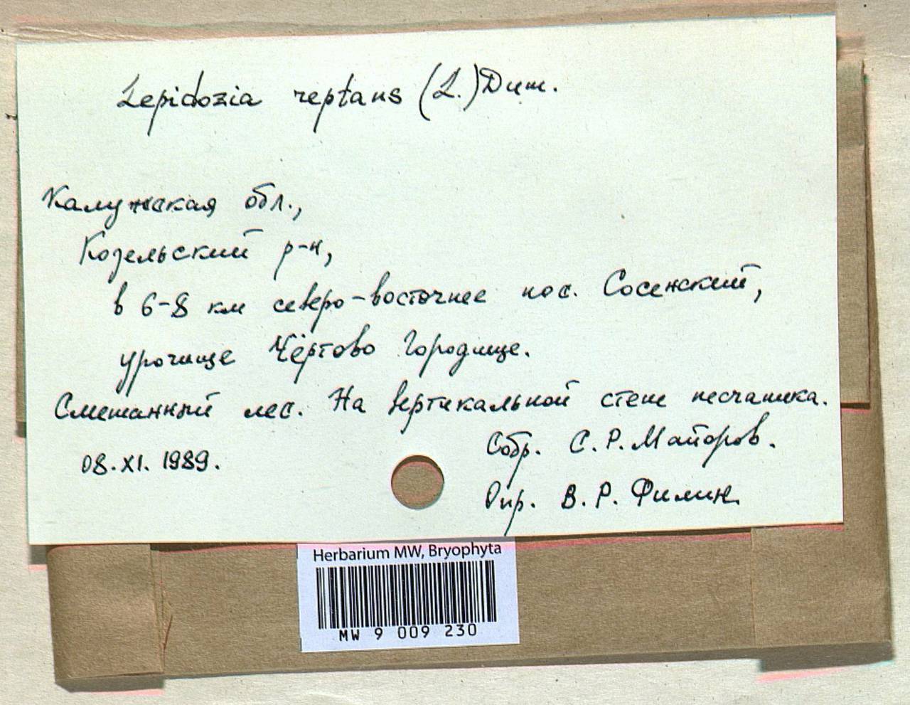 Lepidozia reptans (L.) Dumort., Гербарий мохообразных, Мхи - Центральное Нечерноземье (B6) (Россия)