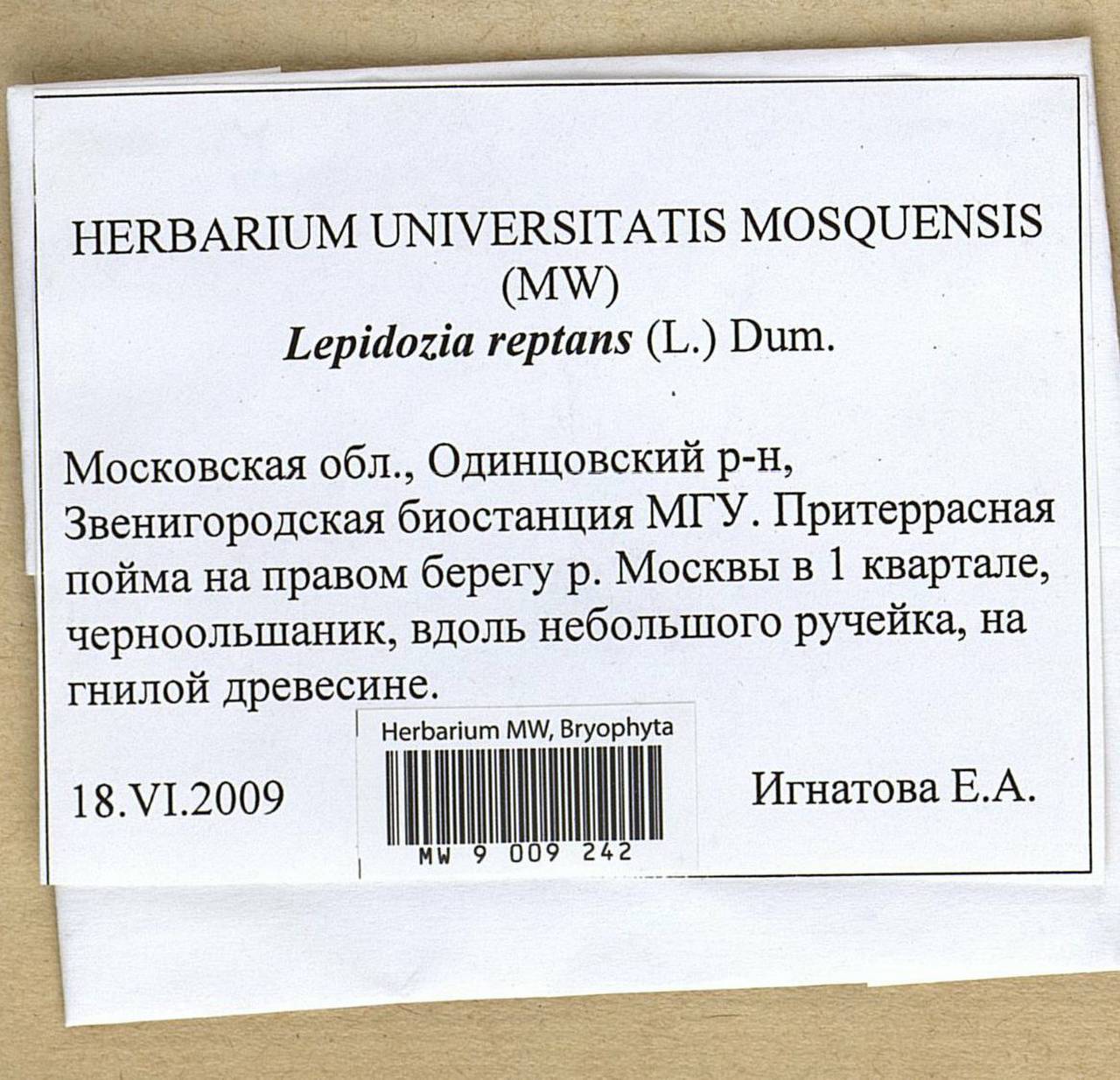 Lepidozia reptans (L.) Dumort., Гербарий мохообразных, Мхи - Москва и Московская область (B6a) (Россия)