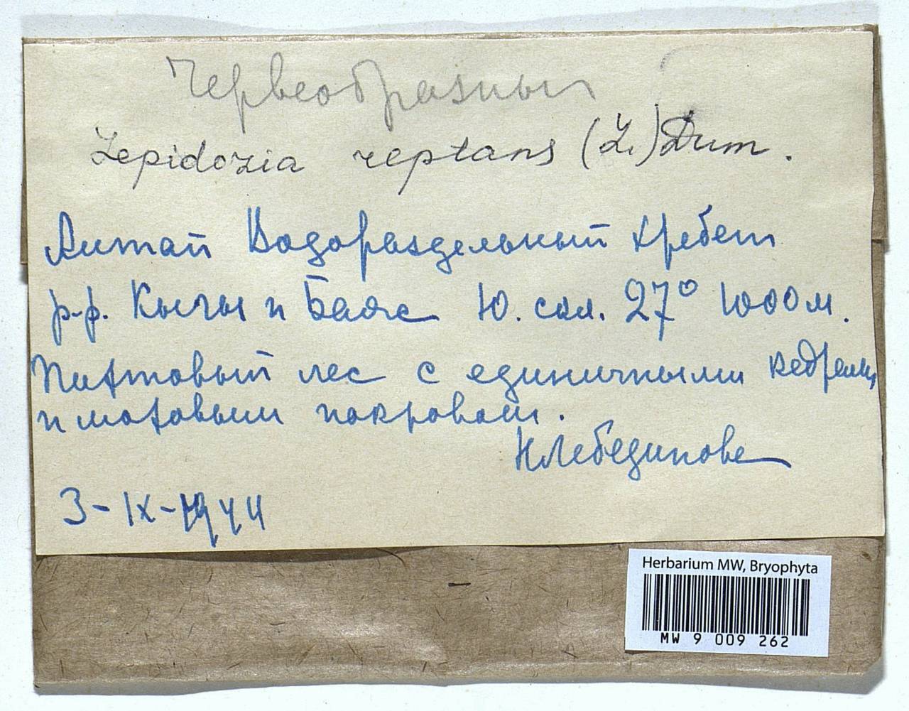 Lepidozia reptans (L.) Dumort., Гербарий мохообразных, Мхи - Западная Сибирь (включая Алтай) (B15) (Россия)