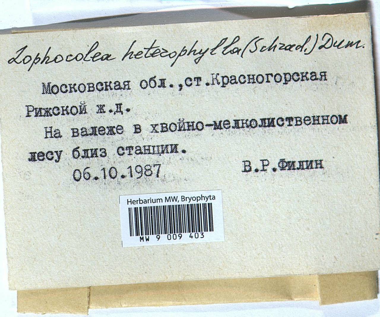 Lophocolea heterophylla (Schrad.) Dumort., Гербарий мохообразных, Мхи - Москва и Московская область (B6a) (Россия)