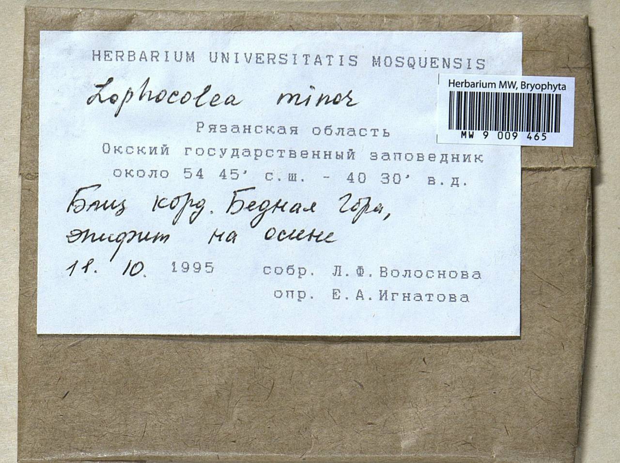 Lophocolea minor Nees, Гербарий мохообразных, Мхи - Центральное Нечерноземье (B6) (Россия)