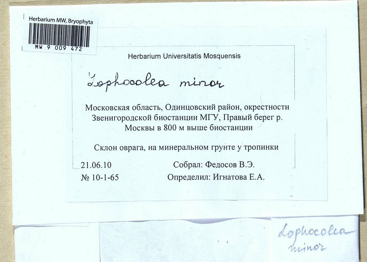 Lophocolea minor Nees, Гербарий мохообразных, Мхи - Москва и Московская область (B6a) (Россия)