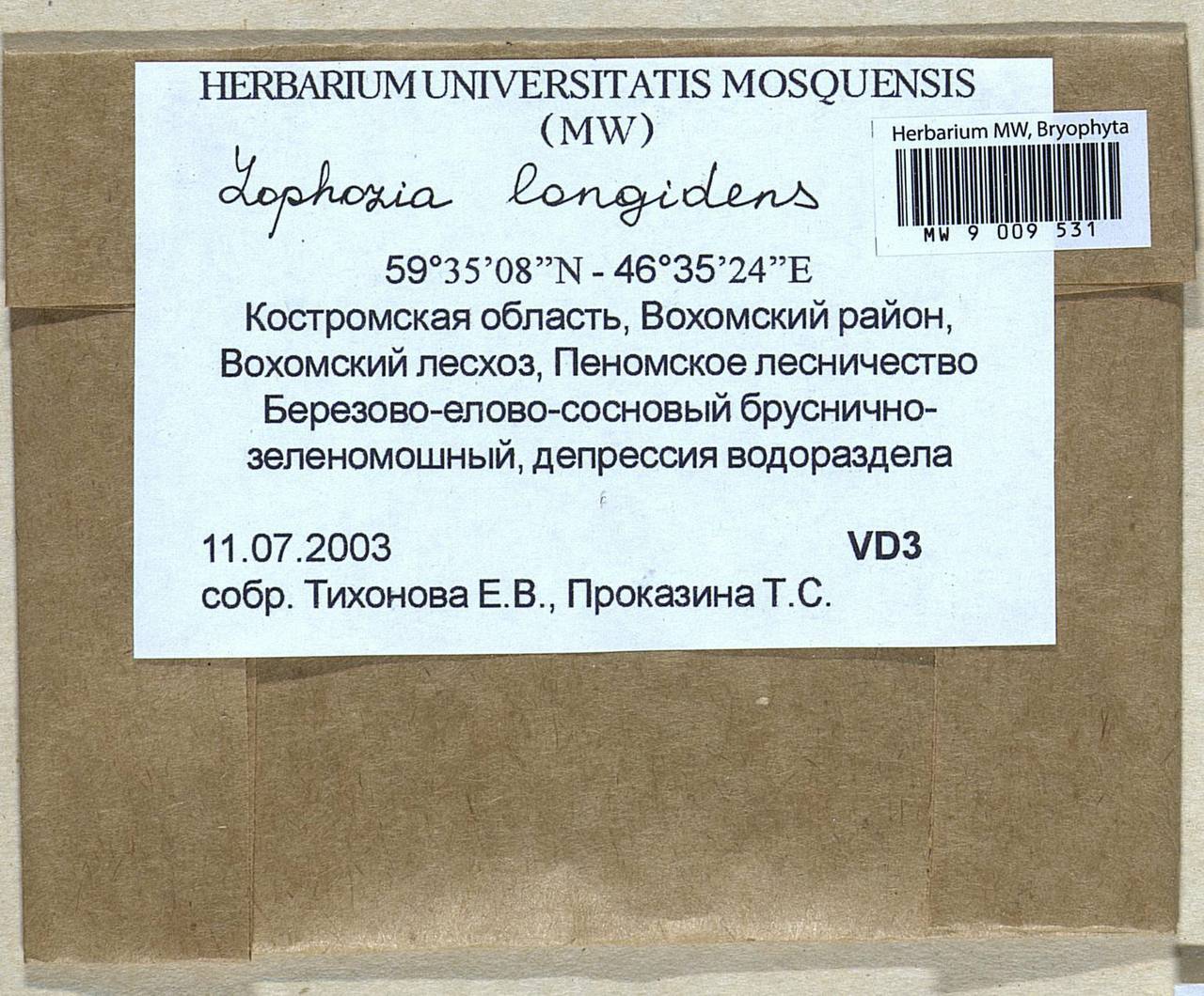 Lophoziopsis longidens (Lindb.) Konstant. & Vilnet, Гербарий мохообразных, Мхи - Центральное Нечерноземье (B6) (Россия)