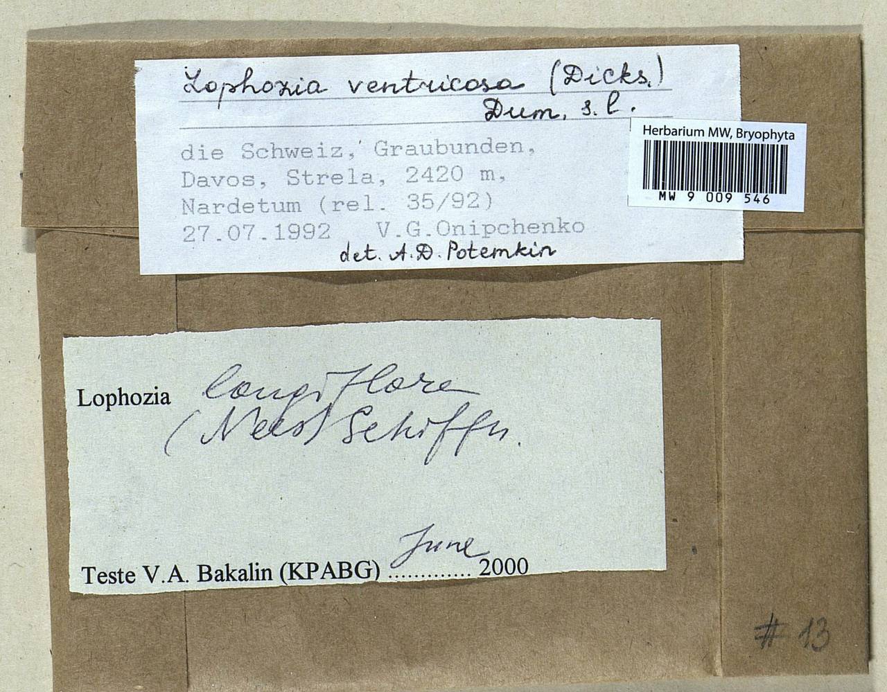 Lophozia longiflora (Nees) Schiffn., Гербарий мохообразных, Мхи - Западная Европа (BEu) (Швейцария)