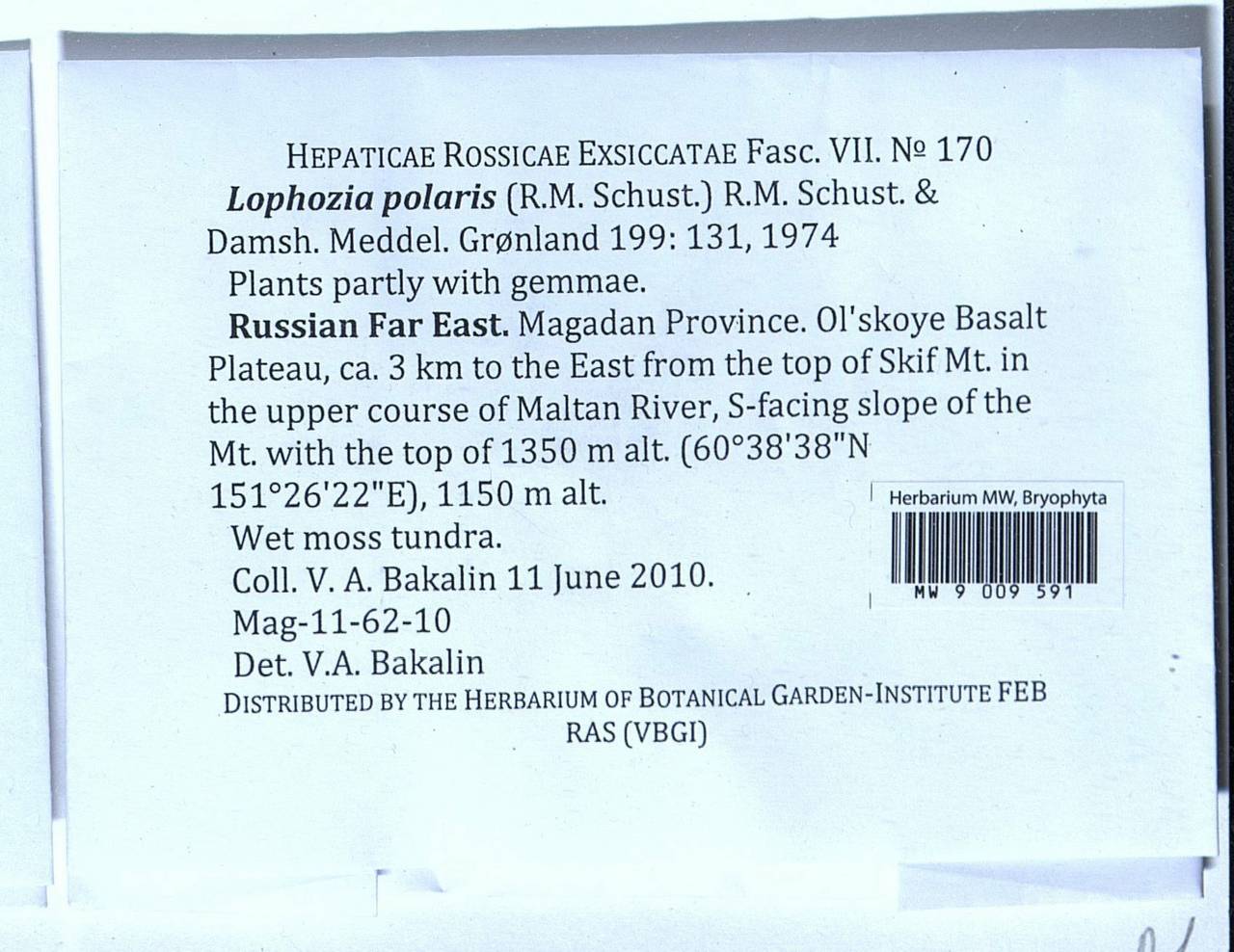Lophoziopsis polaris (R.M. Schust.) Konstant. & Vilnet, Гербарий мохообразных, Мхи - Чукотка и Камчатка (B21) (Россия)