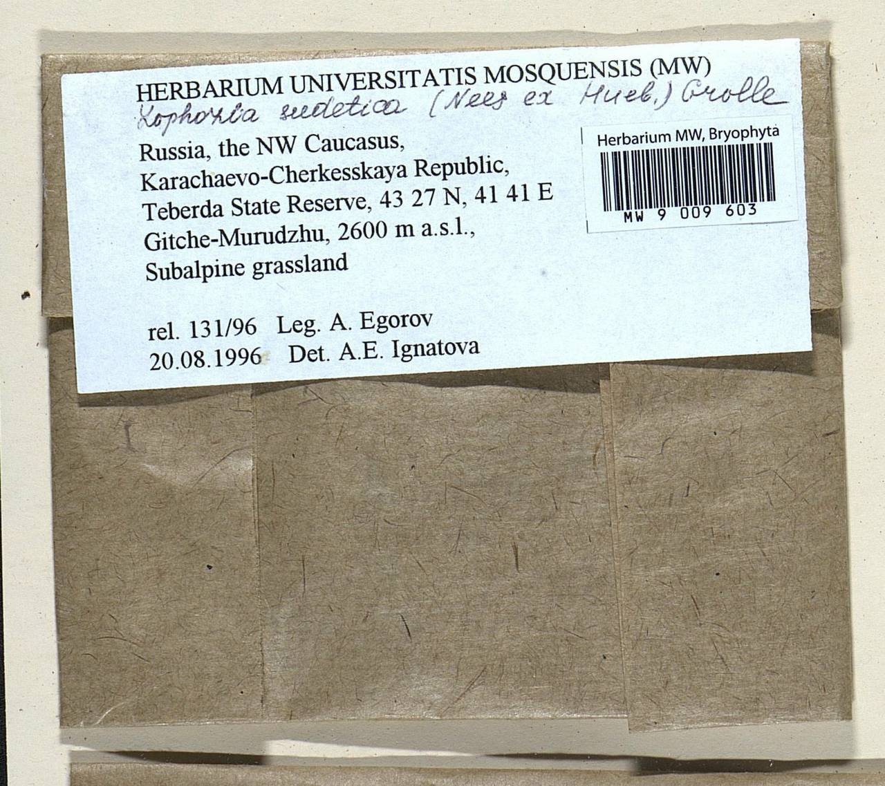 Barbilophozia sudetica (Nees ex Huebener) L. Söderstr., De Roo & Hedd., Гербарий мохообразных, Мхи - Северный Кавказ и Предкавказье (B12) (Россия)