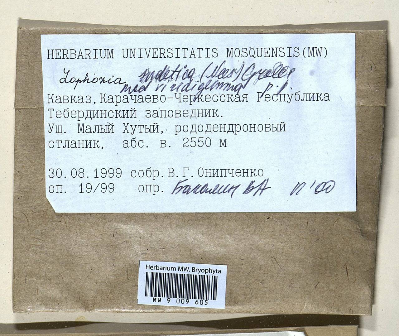 Barbilophozia sudetica (Nees ex Huebener) L. Söderstr., De Roo & Hedd., Гербарий мохообразных, Мхи - Северный Кавказ и Предкавказье (B12) (Россия)