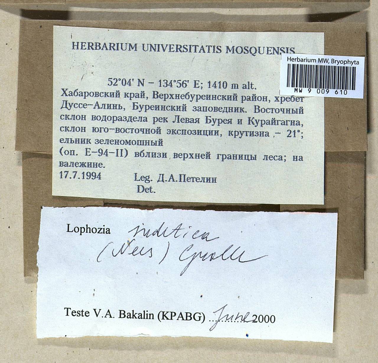 Barbilophozia sudetica (Nees ex Huebener) L. Söderstr., De Roo & Hedd., Гербарий мохообразных, Мхи - Дальний Восток (без Чукотки и Камчатки) (B20) (Россия)