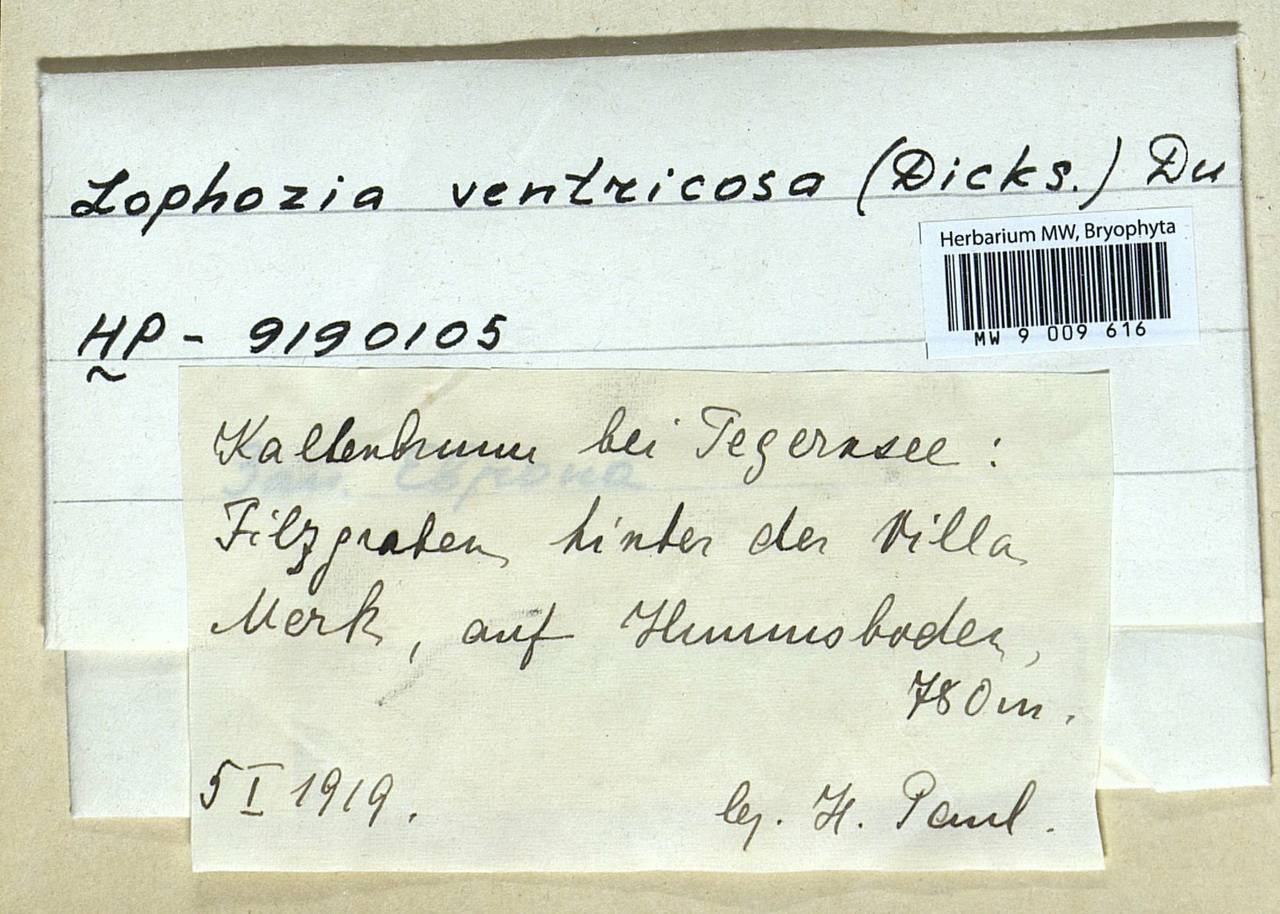 Lophozia ventricosa (Dicks.) Dumort., Гербарий мохообразных, Мхи - Западная Европа (BEu) (Германия)