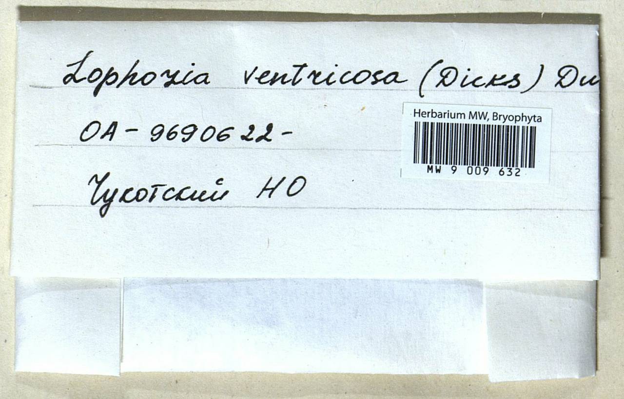 Lophozia ventricosa (Dicks.) Dumort., Гербарий мохообразных, Мхи - Чукотка и Камчатка (B21) (Россия)