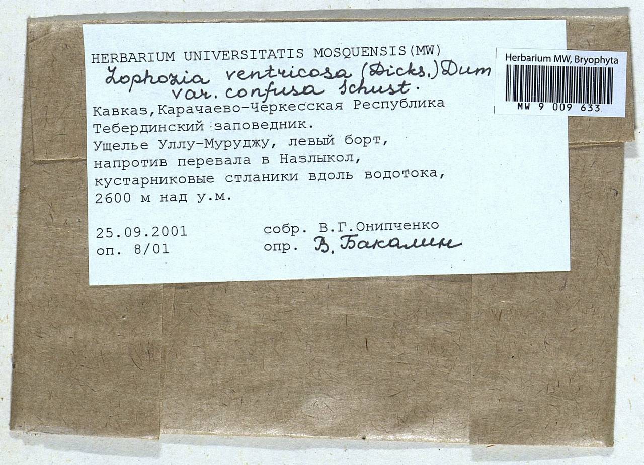 Lophozia ventricosa (Dicks.) Dumort., Гербарий мохообразных, Мхи - Северный Кавказ и Предкавказье (B12) (Россия)