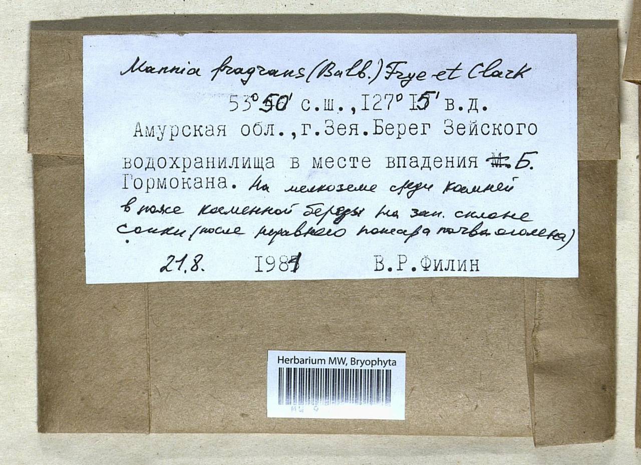 Mannia fragrans (Balb.) Frye & L. Clark, Гербарий мохообразных, Мхи - Дальний Восток (без Чукотки и Камчатки) (B20) (Россия)