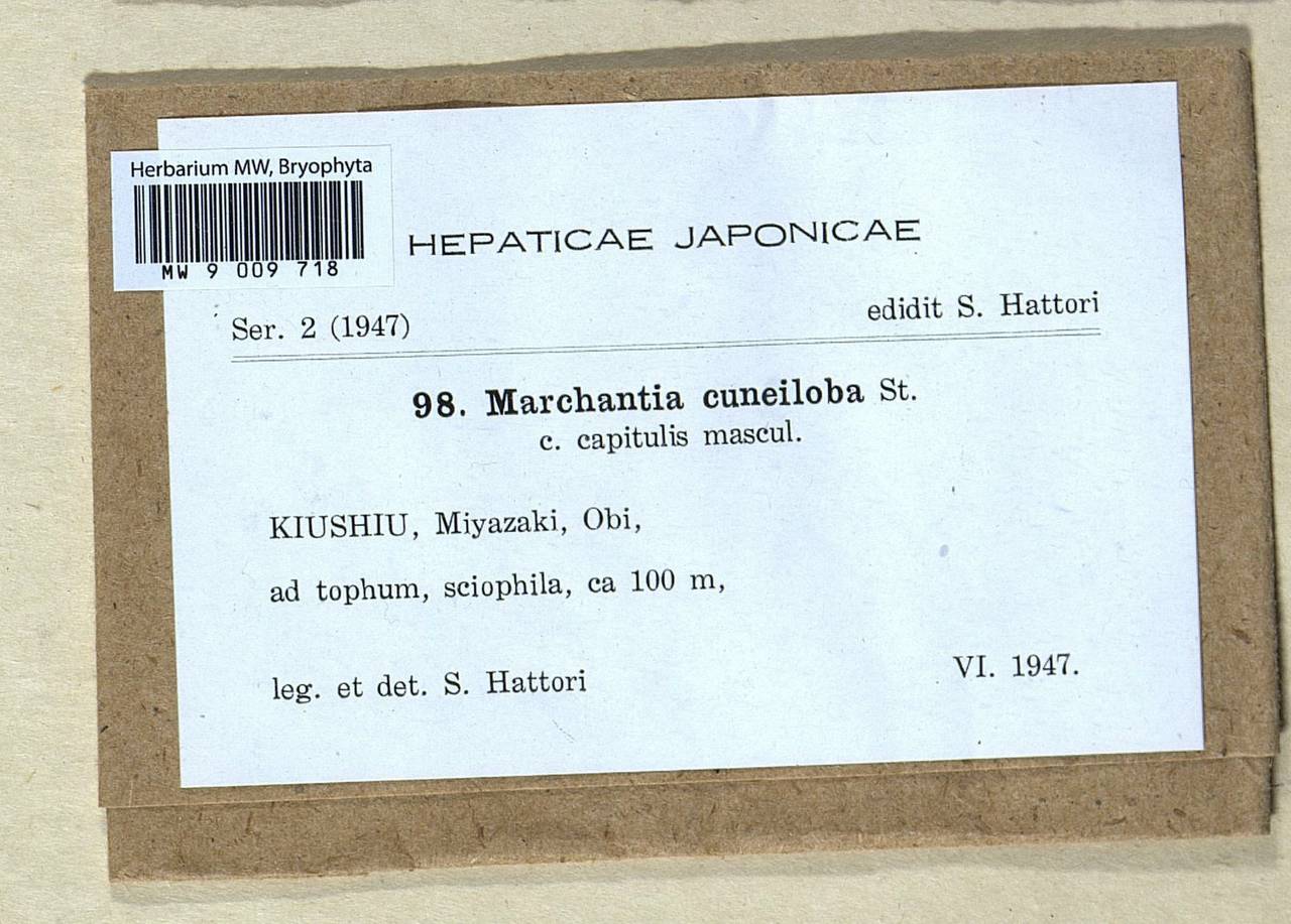 Marchantia papillata subsp. grossibarba (Steph.) Bischl., Гербарий мохообразных, Мхи - Азия (вне границ бывшего СССР) (BAs) (Япония)