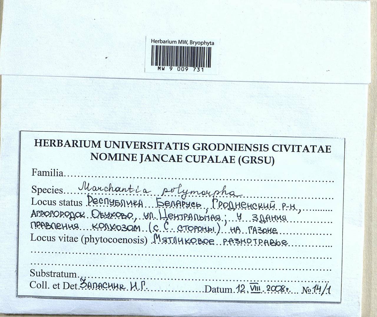 Marchantia polymorpha L., Гербарий мохообразных, Мхи - Белоруссия (B2) (Белоруссия)