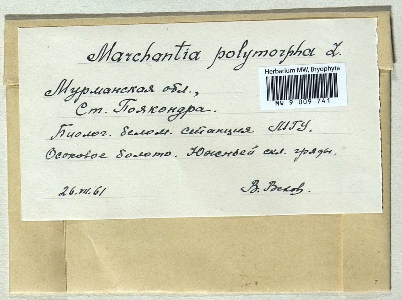 Marchantia polymorpha L., Гербарий мохообразных, Мхи - Карелия, Ленинградская и Мурманская области (B4) (Россия)