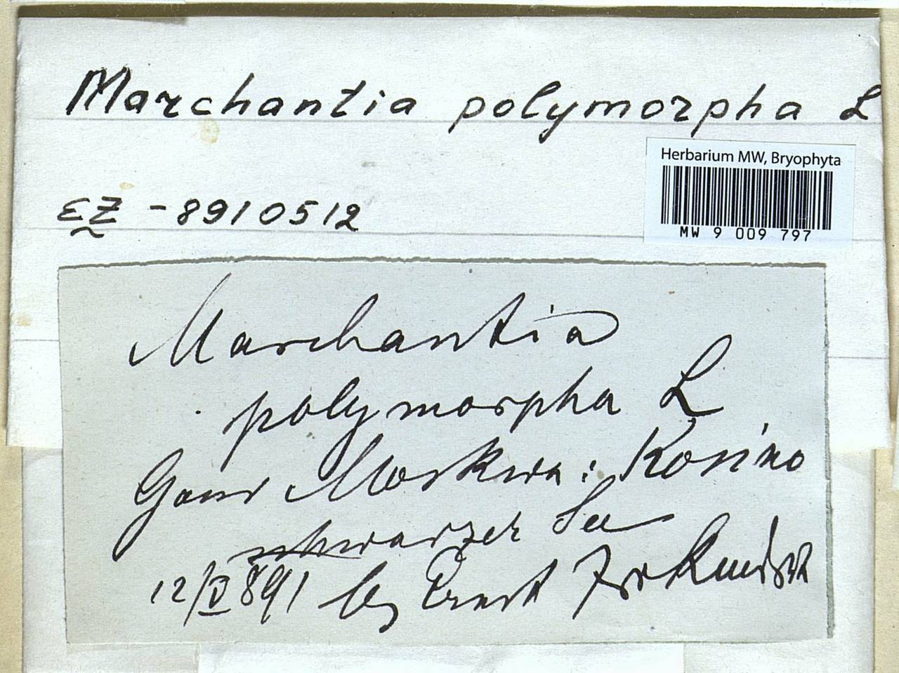 Marchantia polymorpha L., Гербарий мохообразных, Мхи - Москва и Московская область (B6a) (Россия)