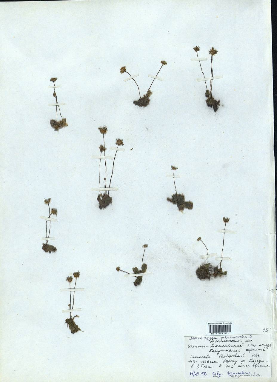 Marchantia polymorpha L., Гербарий мохообразных, Мхи - Западная Сибирь (включая Алтай) (B15) (Россия)