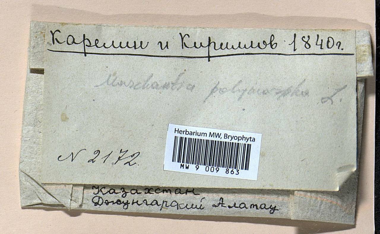 Marchantia polymorpha L., Гербарий мохообразных, Мхи - Средняя Азия и Казахстан (B16) (Казахстан)