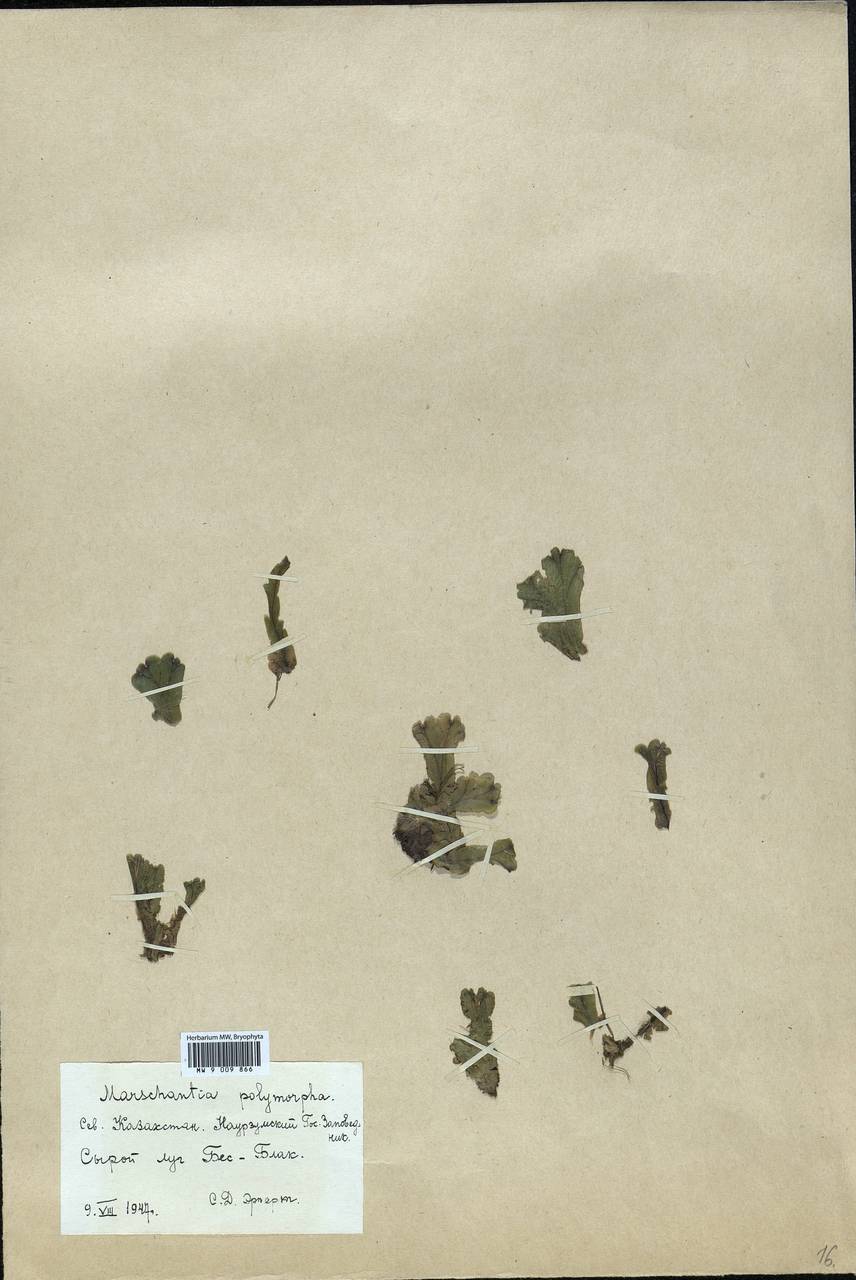 Marchantia polymorpha L., Гербарий мохообразных, Мхи - Средняя Азия и Казахстан (B16) (Казахстан)