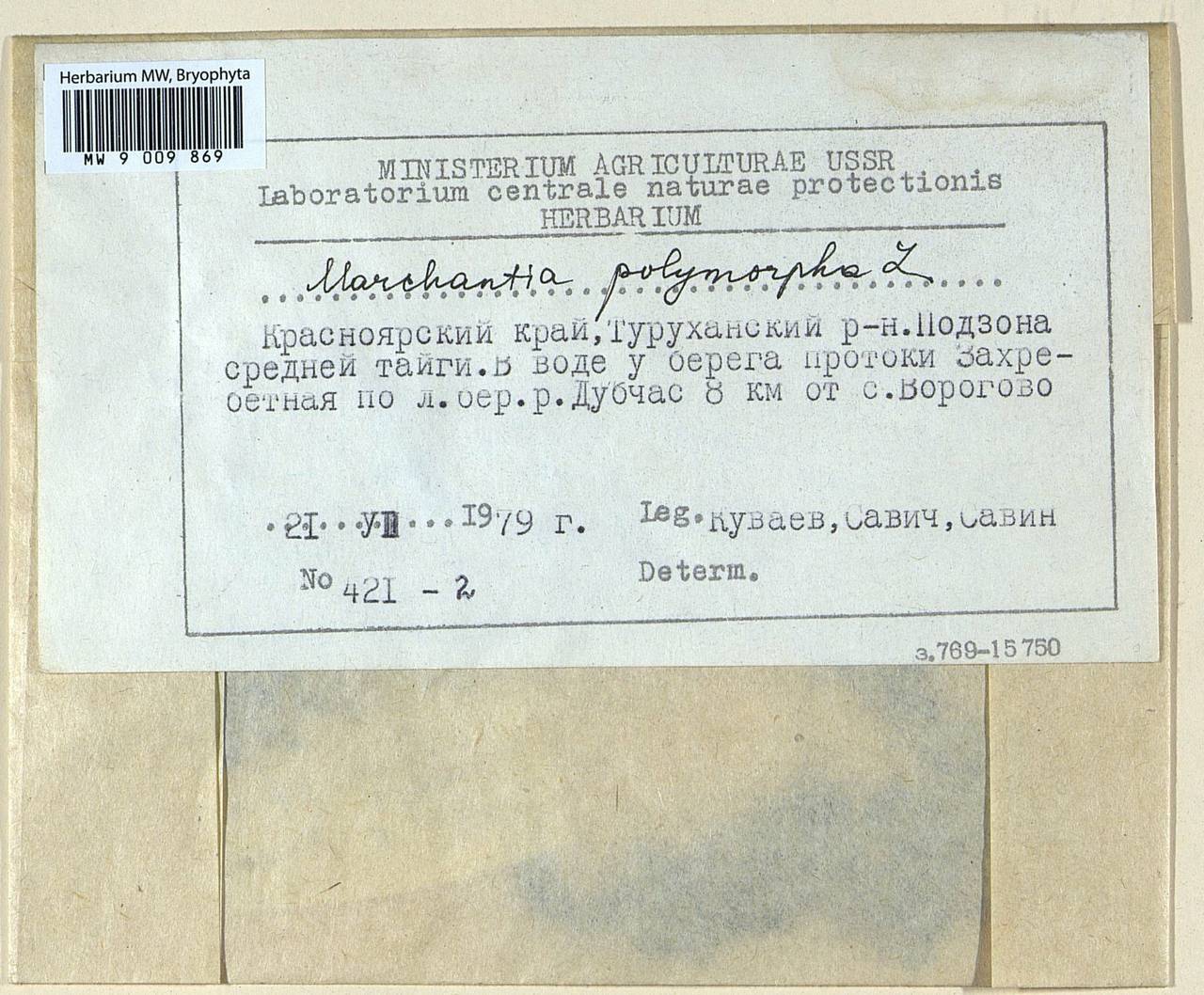 Marchantia polymorpha L., Гербарий мохообразных, Мхи - Красноярский край, Тыва и Хакасия (B17) (Россия)